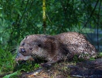 Animaux sans frontières