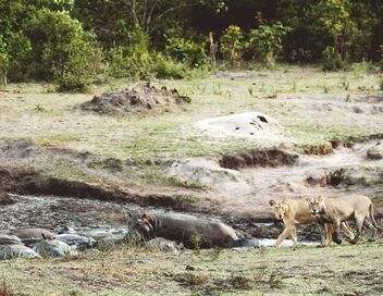 Les clans sauvages du parc de Katavi
