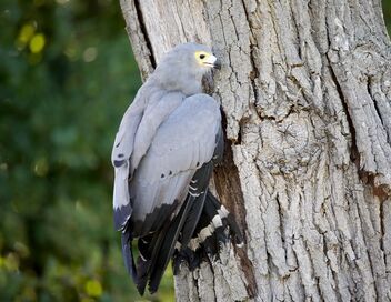 A la rencontre des rapaces
