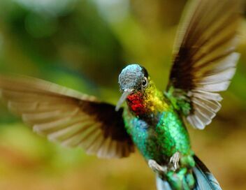 Les animaux s'envoient en l'air