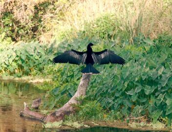Destination nature : la Floride