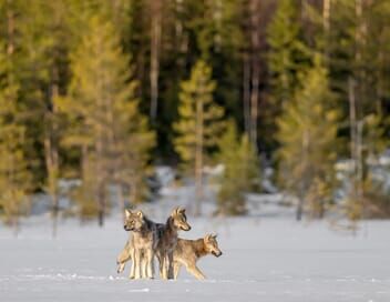 Une année parmi les loups