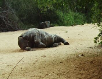 Les derniers rhinocéros d'Afrique