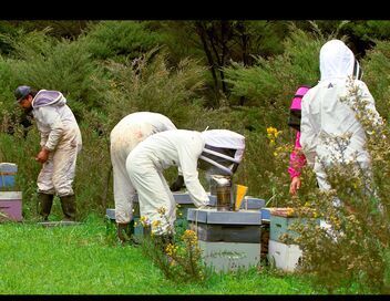 Les maîtres des abeilles