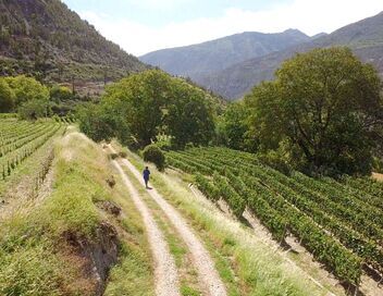 Des vignes et des hommes