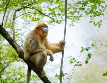 Souvenirs d'un singe doré