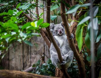 Au coeur du zoo le plus beau du monde