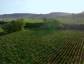 Les raisins du Reich