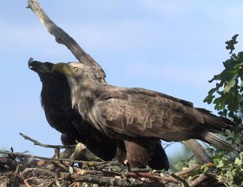 Au coeur de l'Amazonie européenne
