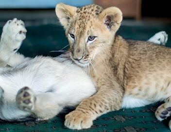 Le loup et le lion