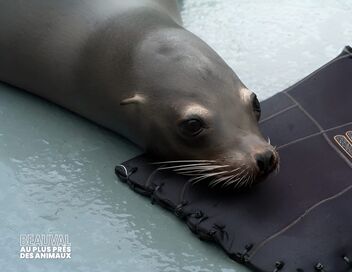 Beauval, au plus près des animaux