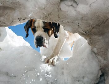 Saint-Bernard et ses chiens