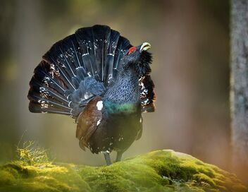 Le long des rives de la Loisach