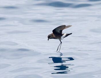 Chili, les messagers invisibles du désert d'Atacama