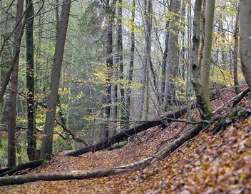 Les promesses de la terre