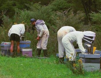 Les maîtres des abeilles