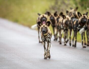 Sur la piste des chiens sauvages d'Afrique