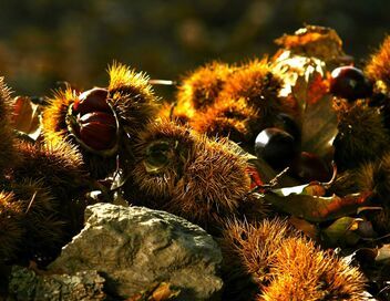 La châtaigne, une manne en Corse