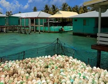 Les joyaux des mers du Sud