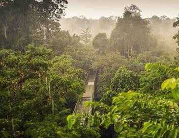 Dans la jungle de Bornéo