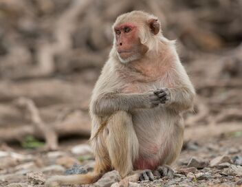 Les réseaux sociaux des animaux