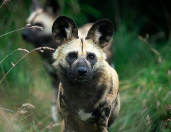La grande famille des chiens
