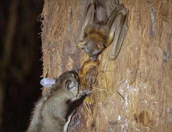 Australie : des kangourous dans les arbres