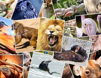 La première année des bébés animaux