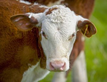 La vie cachée des animaux de la ferme