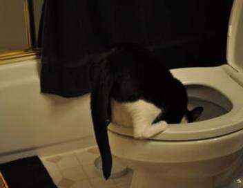 Hell's Cat : mon chat est un cauchemar