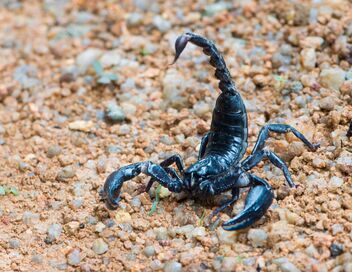 Morsures et piqûres : le grand test