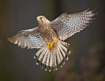 Natura Europa