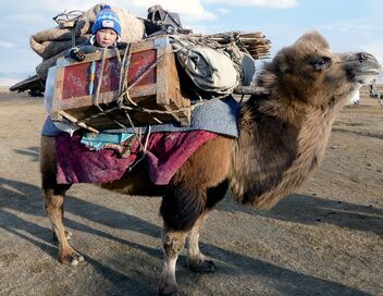 Mongolie, la chasse à l'aigle dans l'Altaï