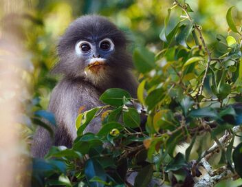 Kui Buri, un écrin sauvage en Thaïlande