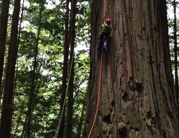 En Californie, la mission des grimpeurs d'arbres géants