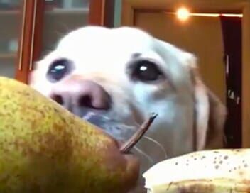 Le grand bêtisier 2023