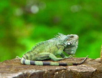 Invitation au voyage