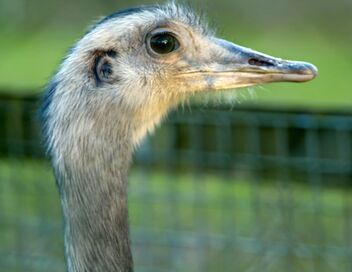 Les animaux guérisseurs