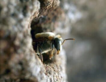 Les maîtres des abeilles