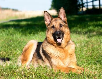 Rex, chien flic