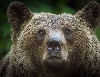 Alerte aux ours en Transylvanie