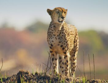 Sur la terre des grands félins