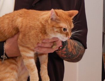 Hell's Cat : mon chat est un cauchemar