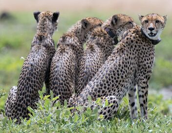 Dynasties animales