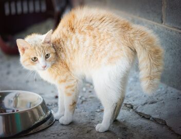 Hell's Cat : mon chat est un cauchemar