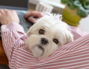 Animaux à adopter