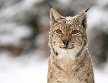 Transylvanie, un bestiaire fantastique