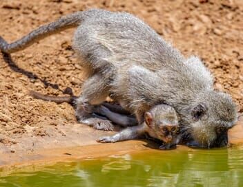 Tanzanie : vie et mort autour d'un point d'eau