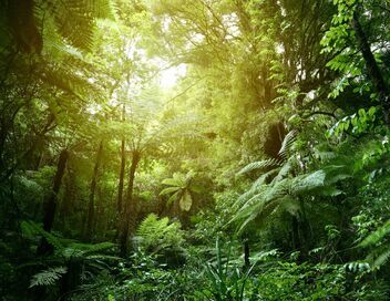 Les forêts ibériques