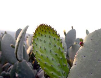 Cactus, l'or vert du Mexique